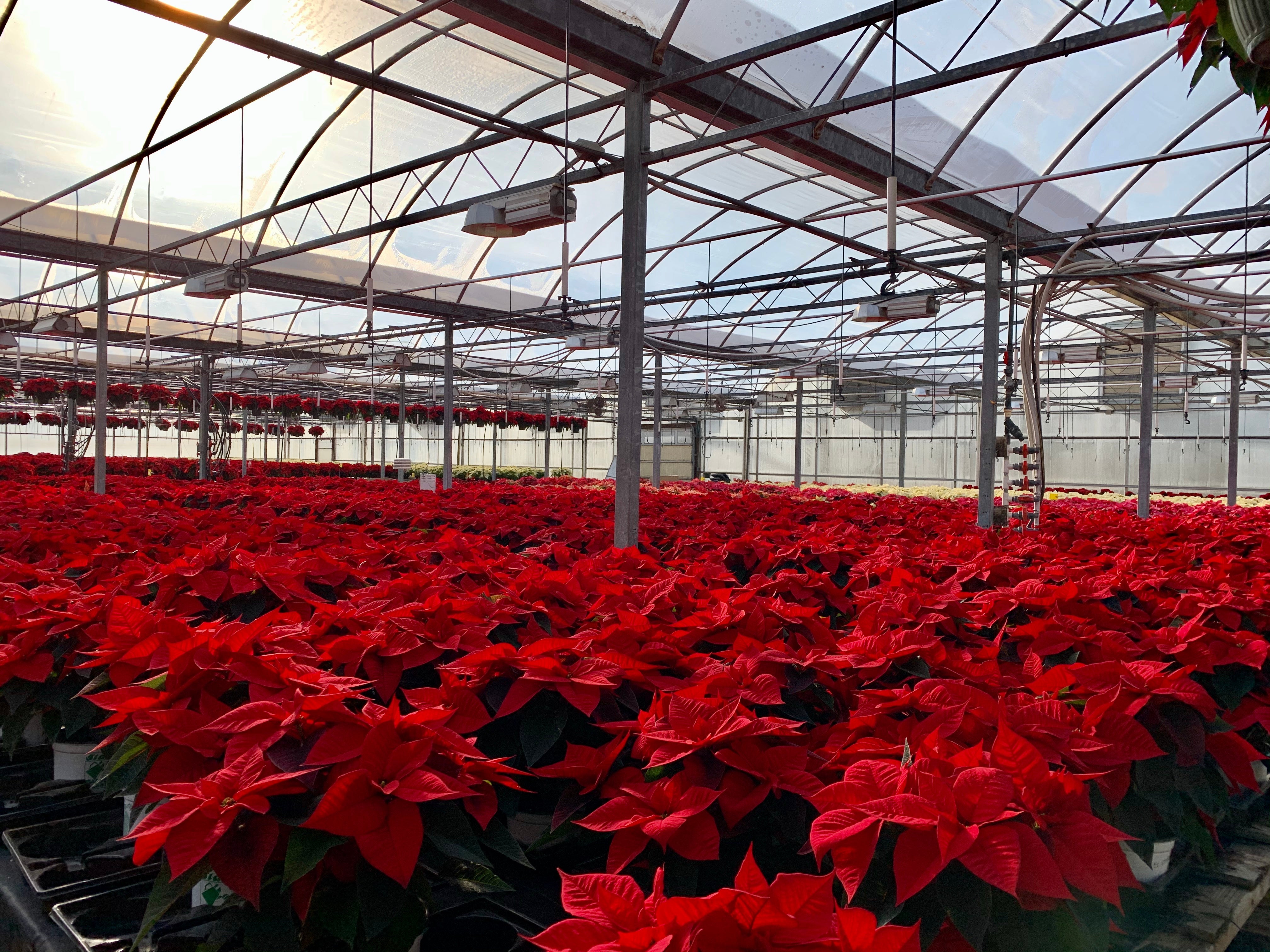 POINSETTIAS ALREADY??