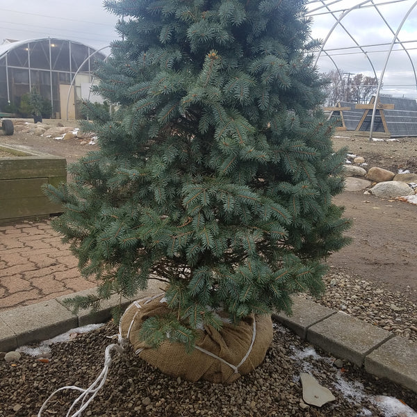 Planting Your Christmas Tree