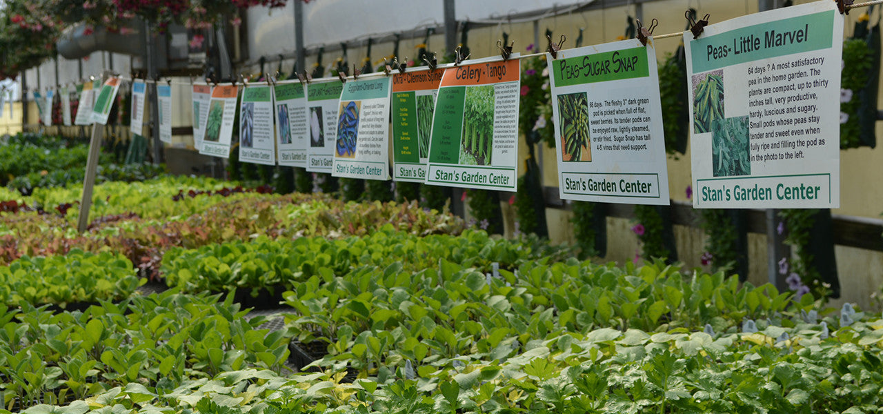 Annual Garden Plants - Stan's Garden Center in Erie, PA