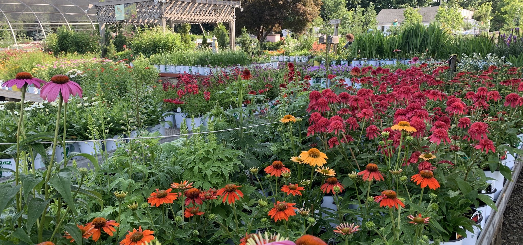 Beautiful Perennial Plants - Stan's Garden Center in Erie, PA