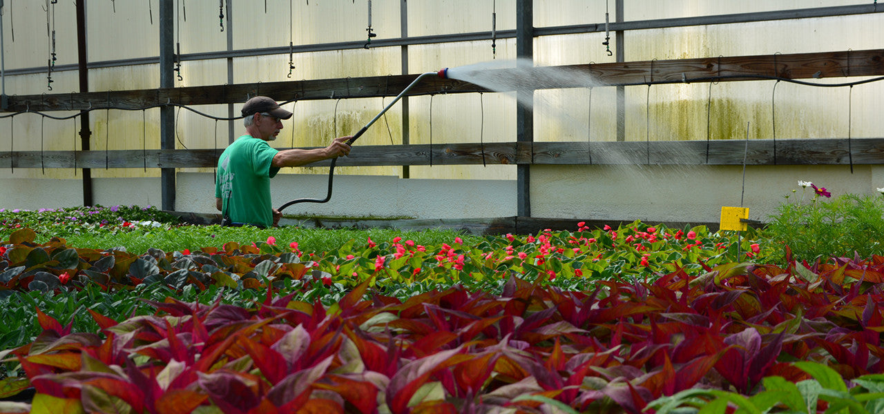 Stan's Garden Center employee watering plants.